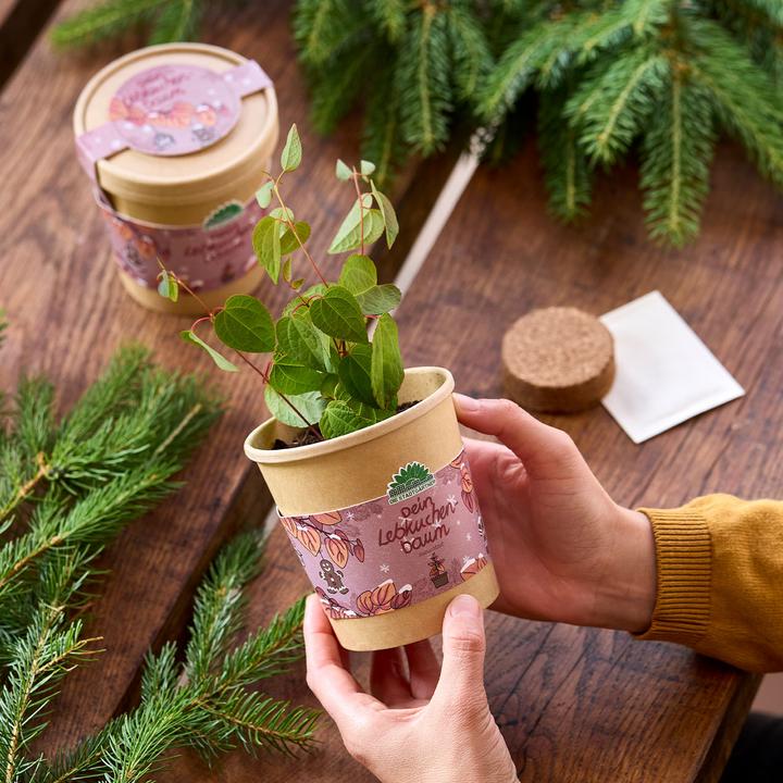 Actual product image Die Stadtgärtner 2er-Set Schönes Lebkuchenbaum Anzuchtset – Duft-Garantie: Zimt & Lebkuchen