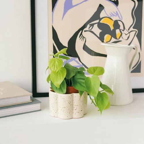 Produktbild Pepin Paula