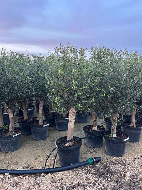 Produktbild Meier Oberzeihen Olivenbaum Standard