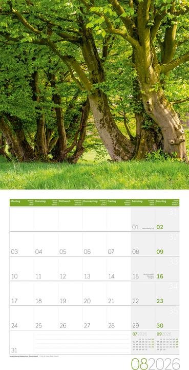 Image du produit Bäume Kalender 2026 - 30x30 (30 x 30 cm, Couverture rigide, Français, Anglais, Allemand, Italien)