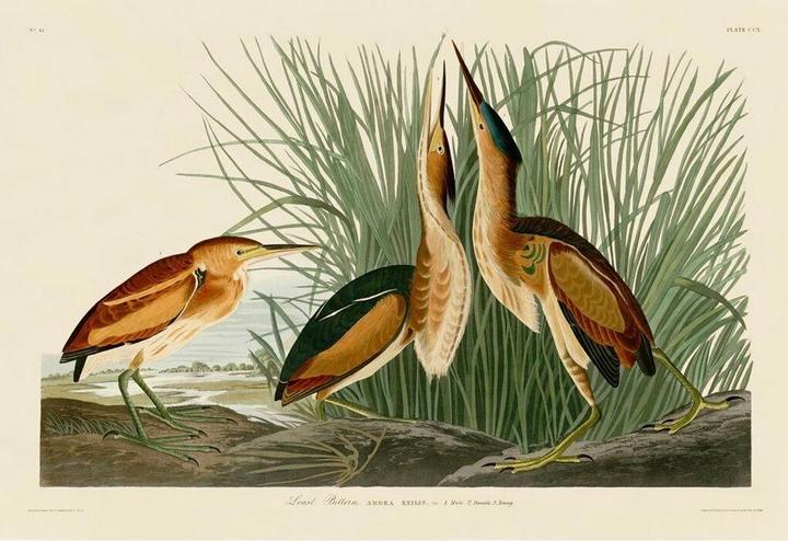 Actual product image John James Audubon Printed Least Bittern (80 x 60 cm)