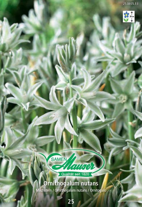 Samen Mauser Nickende Milchstern, Ornithogalum nutans, 25 Zwiebeln (Pflanzensamen)