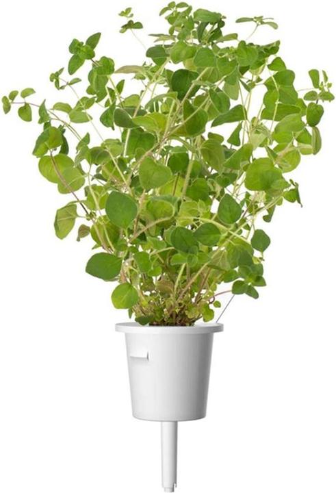 Produktbild Click and Grow Oregano (Kräutersamen)