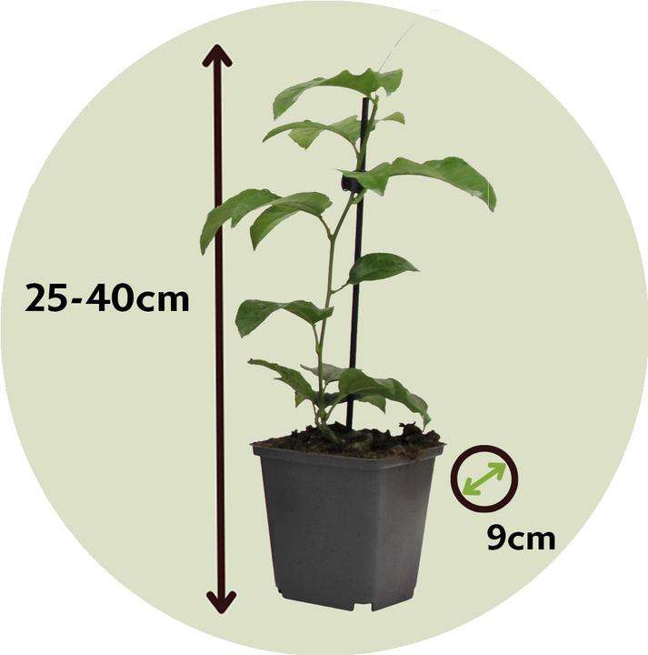Image du produit Plant in a Box Passiflora edulis 'Frederick' - Lot de 6 Passiflores (25 cm)