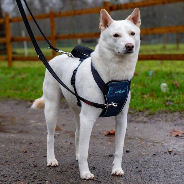Actual product image Company of Animals CarSafe car harness (Dog, Reflectors)