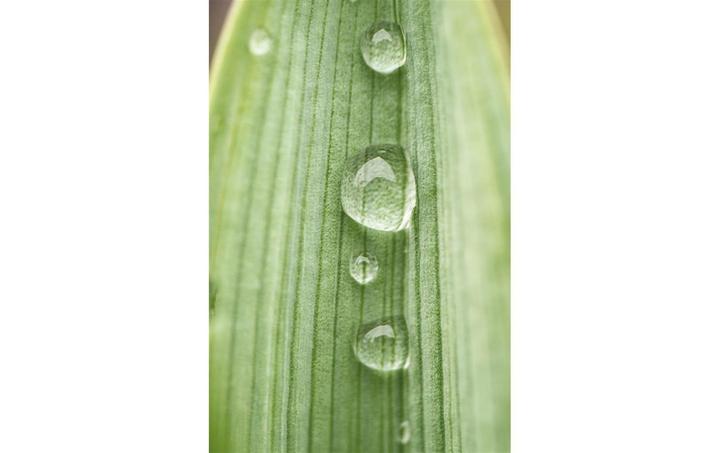 Produktbild Dörr Festbrennweite Makro 60mm f2.8 MFT (Micro Four Thirds, Micro Four Thirds)