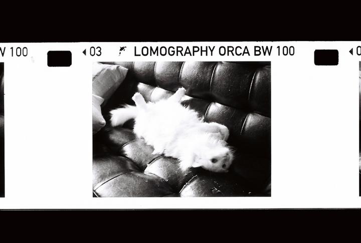 Produktbild Lomography Orca