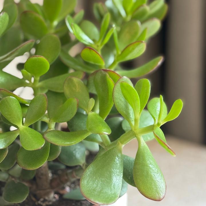 Image du produit Plant in a Box Crassula ovata Minor - Plante de jade (30 cm)