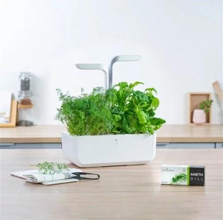 Produktbild Véritable Bio-Dill (Kräutersamen)