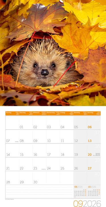 Produktbild Igel Kalender 2026 - 30x30