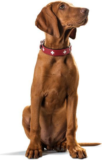 Actual product image Hunter Collar Swiss genuine leather (Dog, Walks)