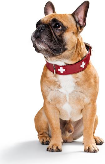 Actual product image Hunter Collar Swiss genuine leather (Dog, Walks)