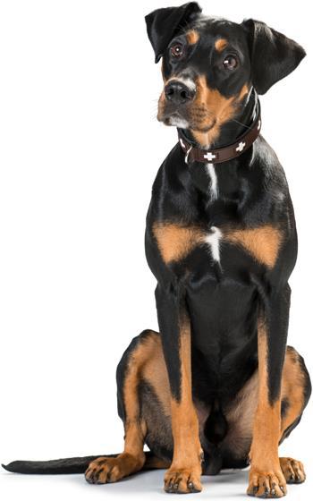 Actual product image Hunter Collar Swiss genuine leather (Dog, Walks)