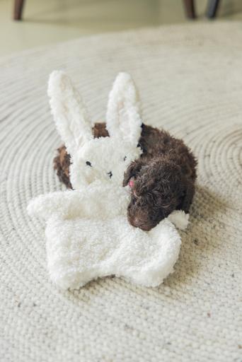 Immagine prodotto Beeztees Nijno (Giochi per cuccioli)