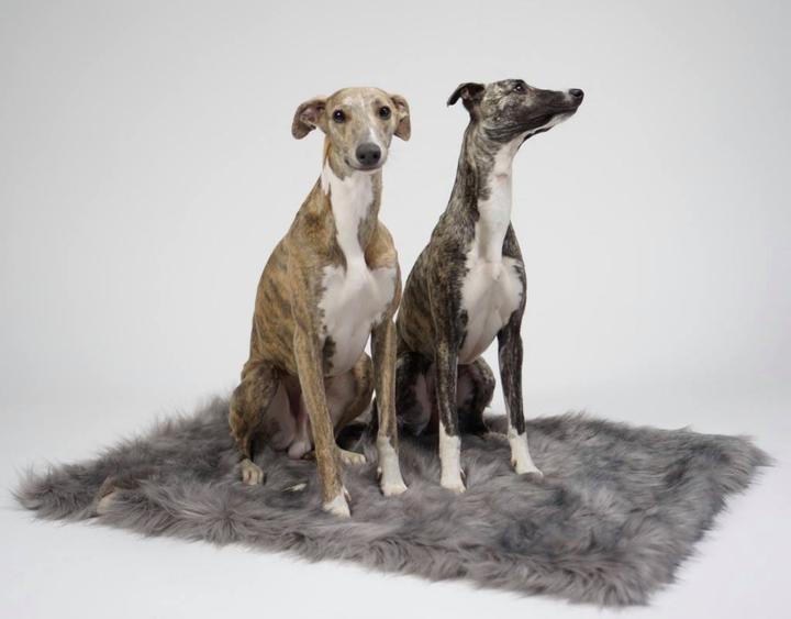 Actual product image Labbvenn Dog blanket FÖRA (Dog)