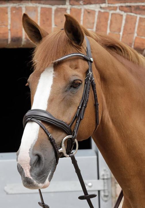 Premier Equine Bridle Stellazio anatomical
