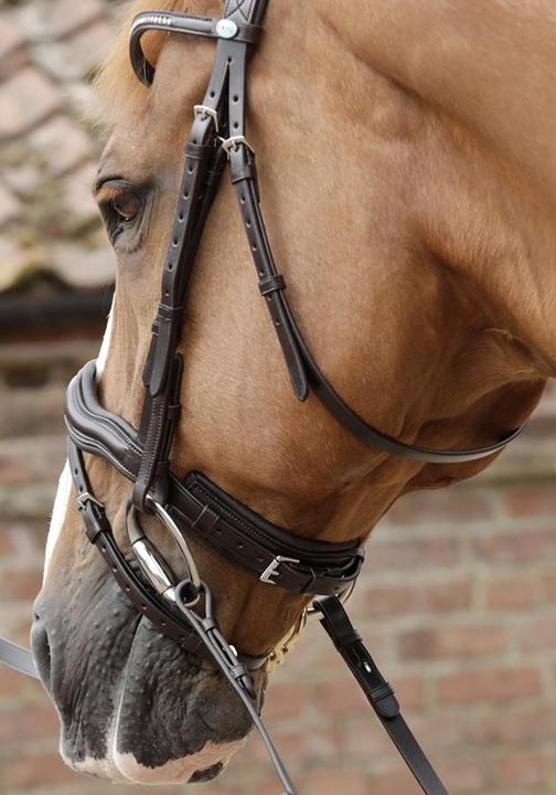 Actual product image Premier Equine Bridle Stellazio anatomical