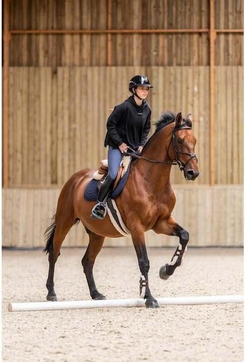 Actual product image Horse Pilot Team (XS)