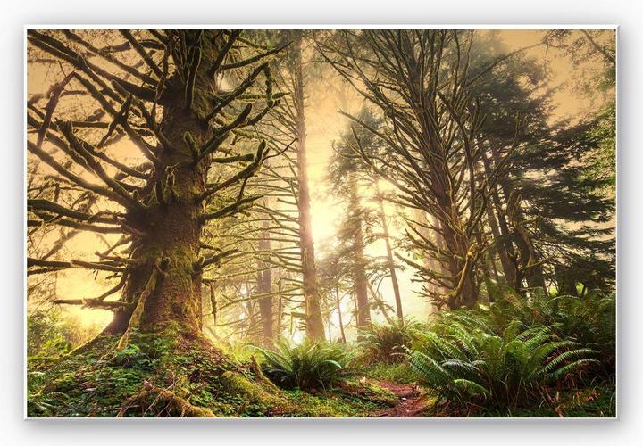 Image du produit Trenddeko forêt magique (30 x 20 cm)