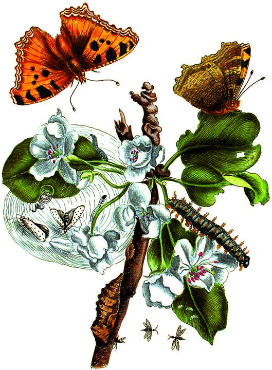Produktbild Maria Sibylla Merian - Acht Kunst-Klapp (8 Stk.)