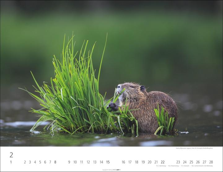 Actual product image Heimische Wildtiere Kalender 2026 (44 x 34 cm)