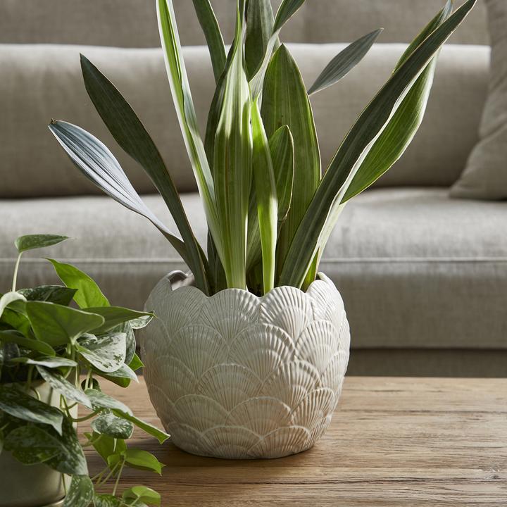 Actual product image Rivièra Maison Shell Planter (24 x 20 cm)