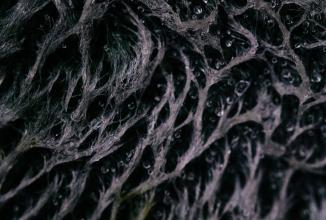 Produktbild Venus Optic Festbrennweite 65mm F/2.8 2x Ultra Macro APO – Canon RF (Canon RF, APS-C / DX)