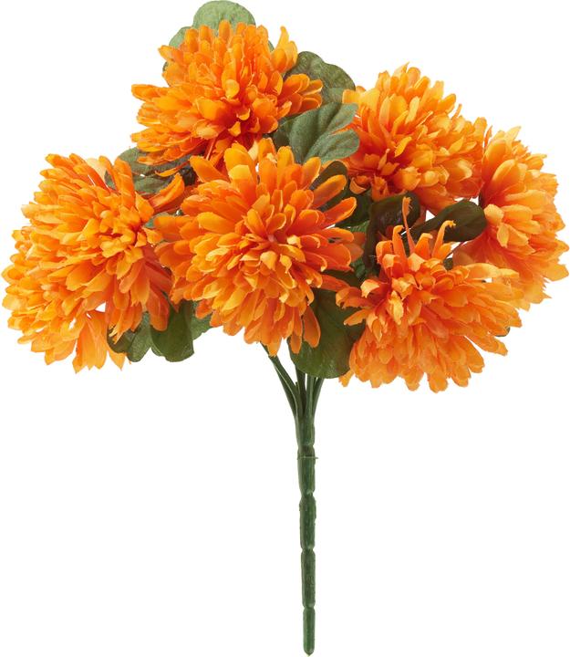 Immagine prodotto DPI Chrysanthemen Bund "Lola"