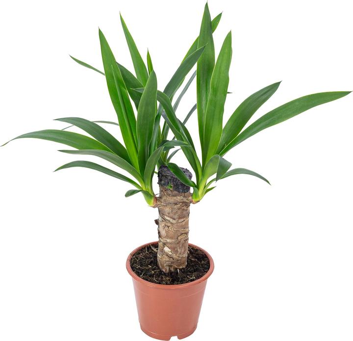 Image du produit Flowerbox Palm Lily - Yucca Elephantipes Palm (45 cm)