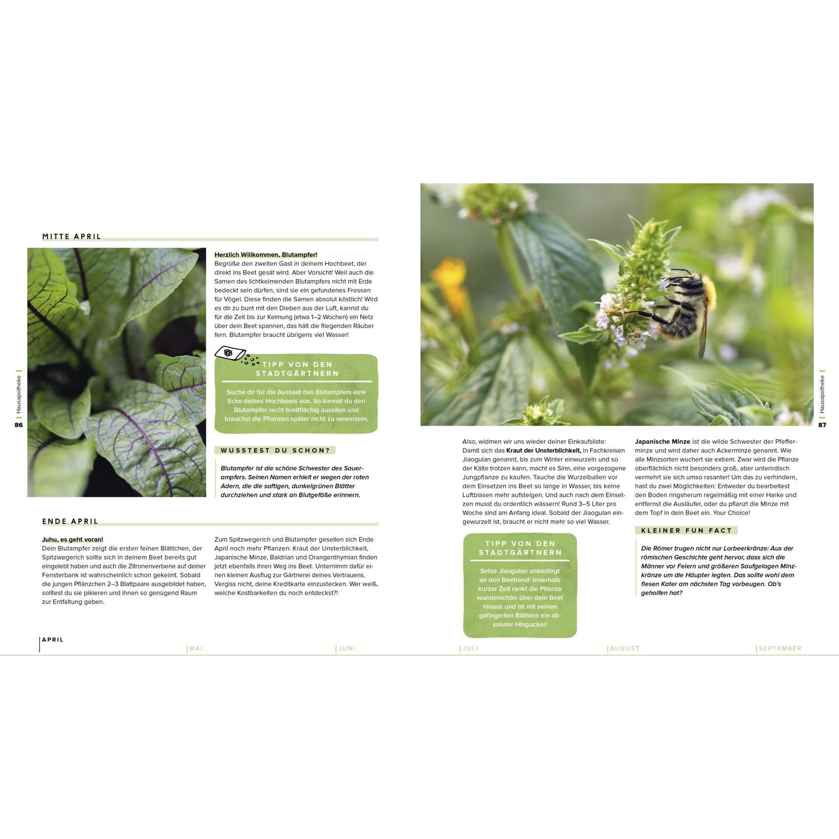 Thumbnail - Frisch aus dem Hochbeet – Das Praxisbuch, Fachbücher von Die Stadtgärtner