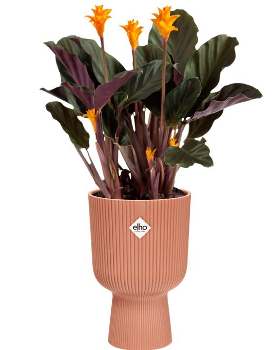 Produktbild Elho Vibes Fold Coupe (14 x 21 cm)