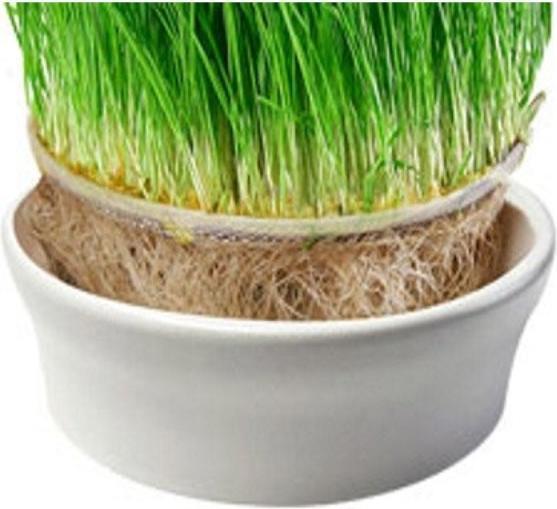 Produktbild Eschenfelder Weizengras Sieb mit Keramikschale 23 cm weiss