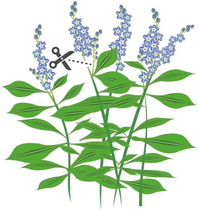 Actual product image Véritable Lingot Cinnamon Basil - Organic (Herb seeds)