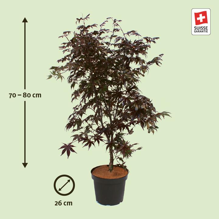 Actual product image Zulauf Japanischer Fächer-Ahorn / Acer palmatum 'Bloodgood' (80 cm)