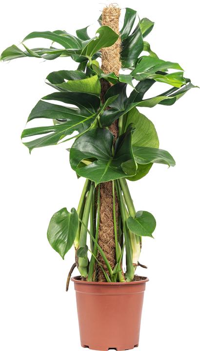 Immagine prodotto Flowerbox Foglia di finestra su bastoncino di muschio - Monstera deliciosa (80 cm)