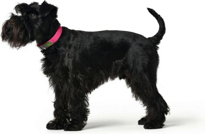 Actual product image Hunter Collar Convenience Pink XS/S (XS, S, Dog, Walks)