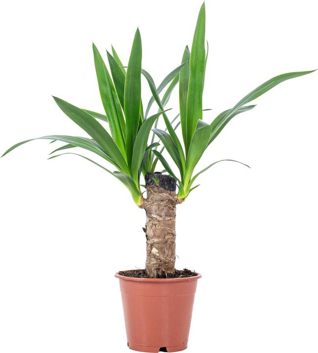 Image du produit Flowerbox Palm Lily - Yucca Elephantipes Palm (45 cm)