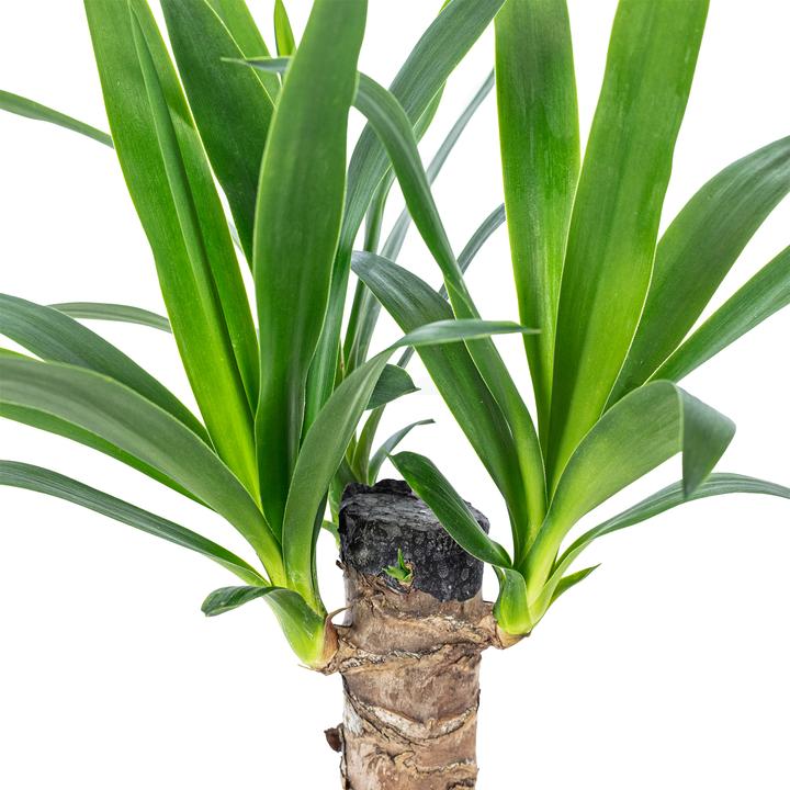 Image du produit Flowerbox Palm Lily - Yucca Elephantipes Palm (45 cm)
