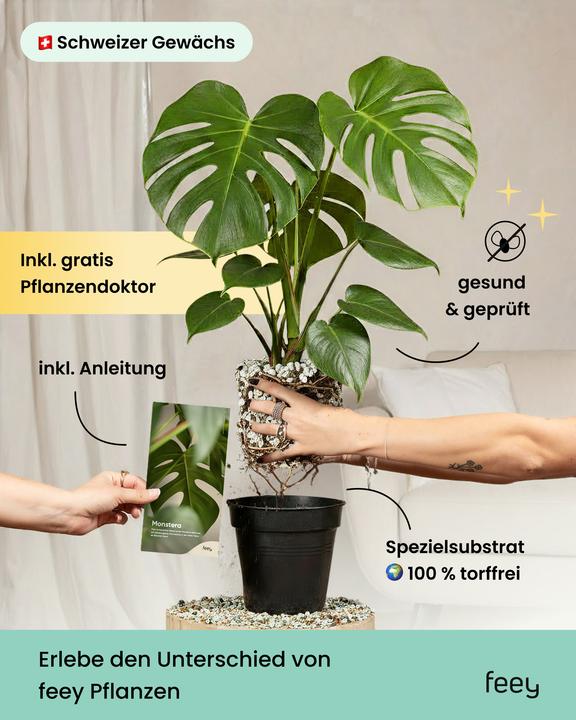 Produktbild feey Monstera 'Thai Constellation' (30 cm)