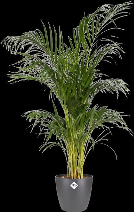 Produktbild Elho Brussels (16 cm)