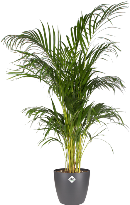 Produktbild Elho Brussels (16 cm)