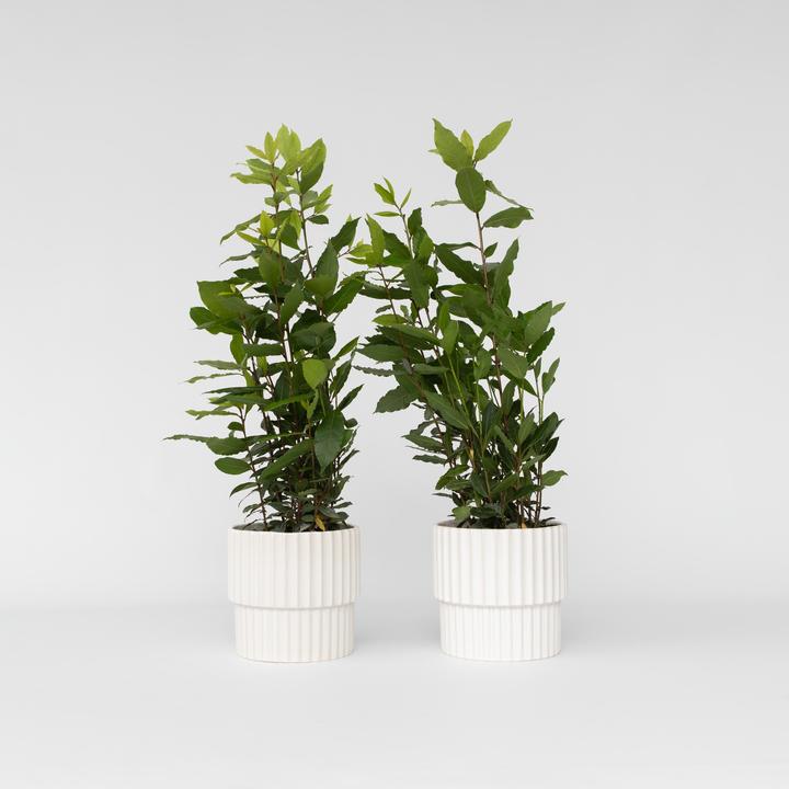Produktbild Plant in a Box Laurus nobilis - 2er-Set Lorbeerstrauch (30 cm)