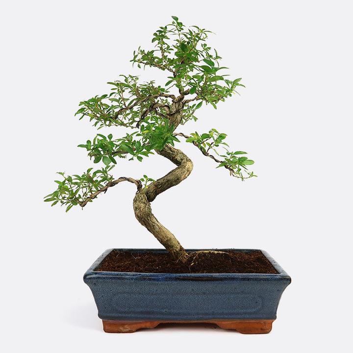 Produktbild Bonsai.ch Junischnee