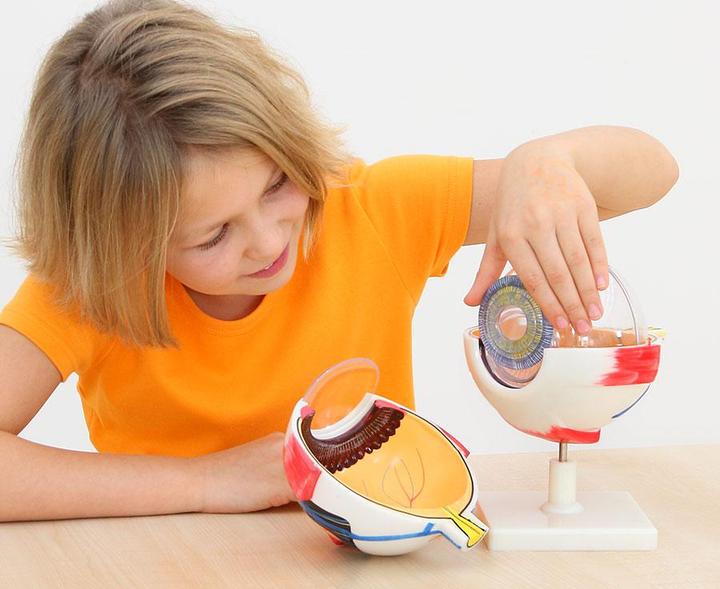 Actual product image Betzold Eye model