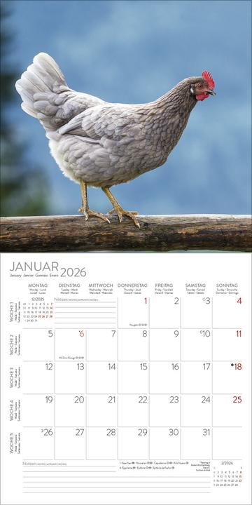 Produktbild Hhner 2026 (30 x 30 cm)