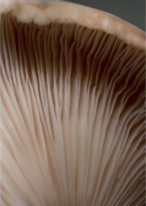 Actual product image Babor CleanFormance Stress Defence Mushroom Cream Cream (50 ml, 24h cream)