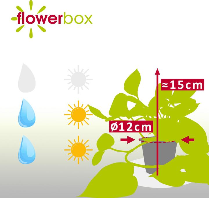 Produktbild Flowerbox Efeutute - Epipremnum aureum (15 cm)