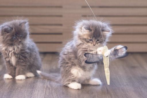 Immagine prodotto Beeztees Libelle (Canna da gioco per gatti)