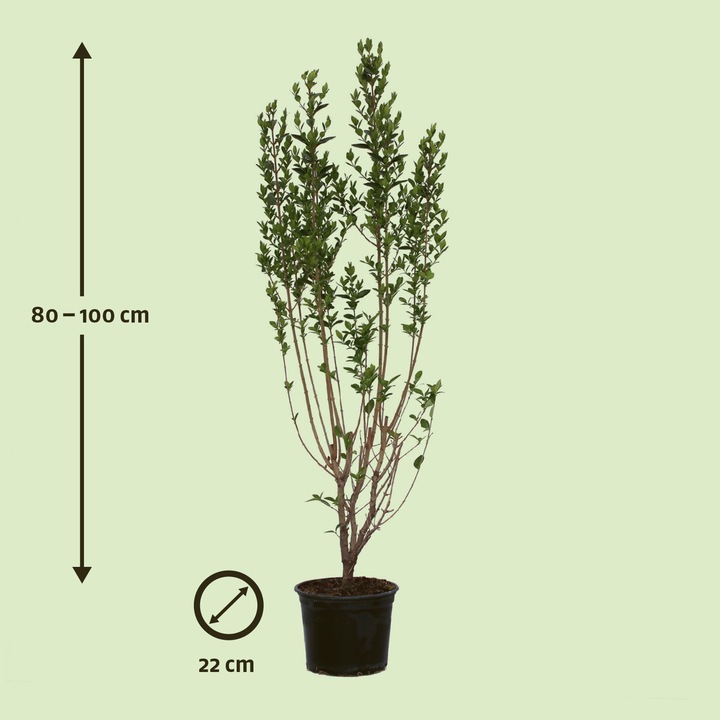 Produktbild Zulauf Ovalblättriger Liguster / Ligustrum ovalifolium (100 cm)