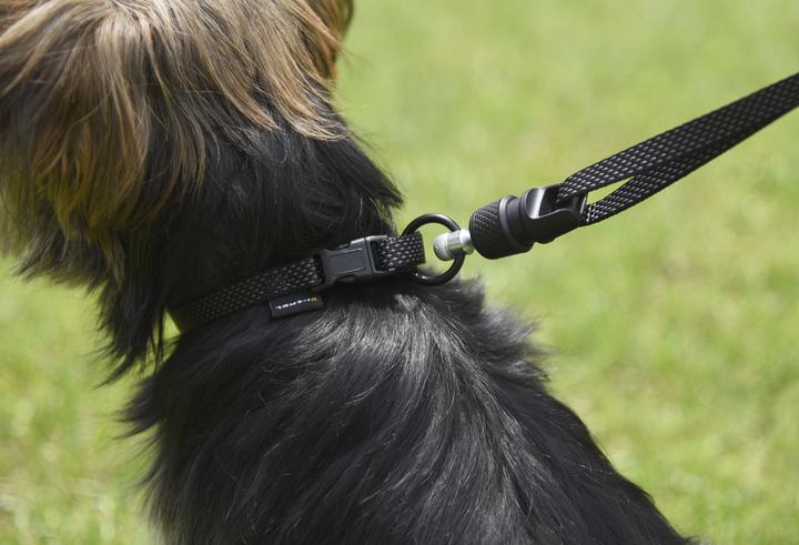 Actual product image Kerbl GoLeyGo 20 Set Leash and Collar Flat (M, Dog)